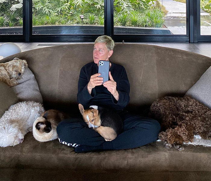 Ellen DeGeneres sitting on couch with dogs, holding phone, amid renewed bullying controversy claims.
