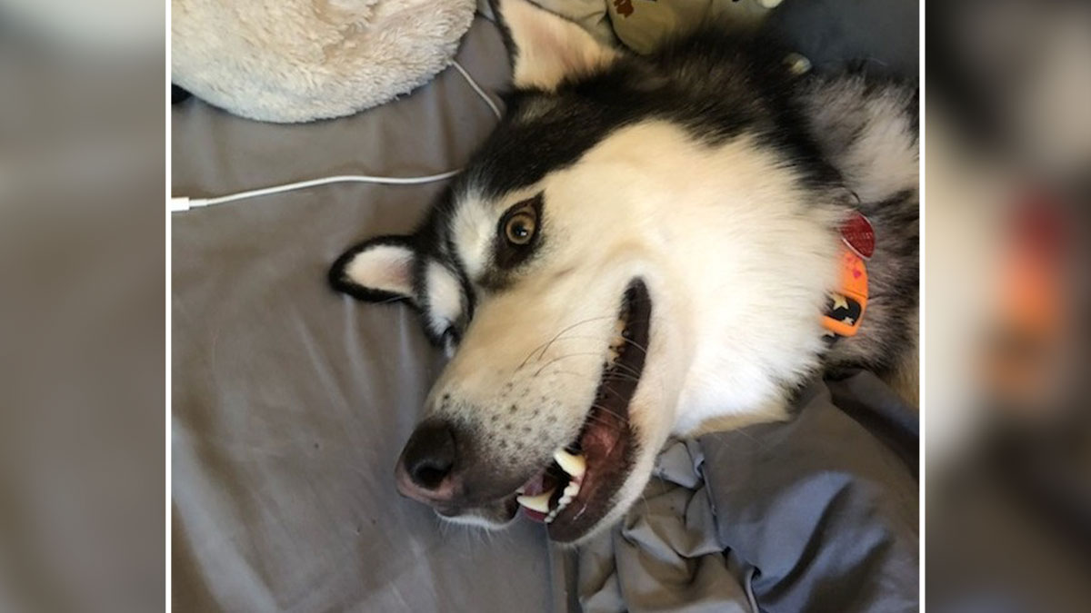 Husky lying on a bed with mouth slightly open, showing teeth and wearing a colorful collar.