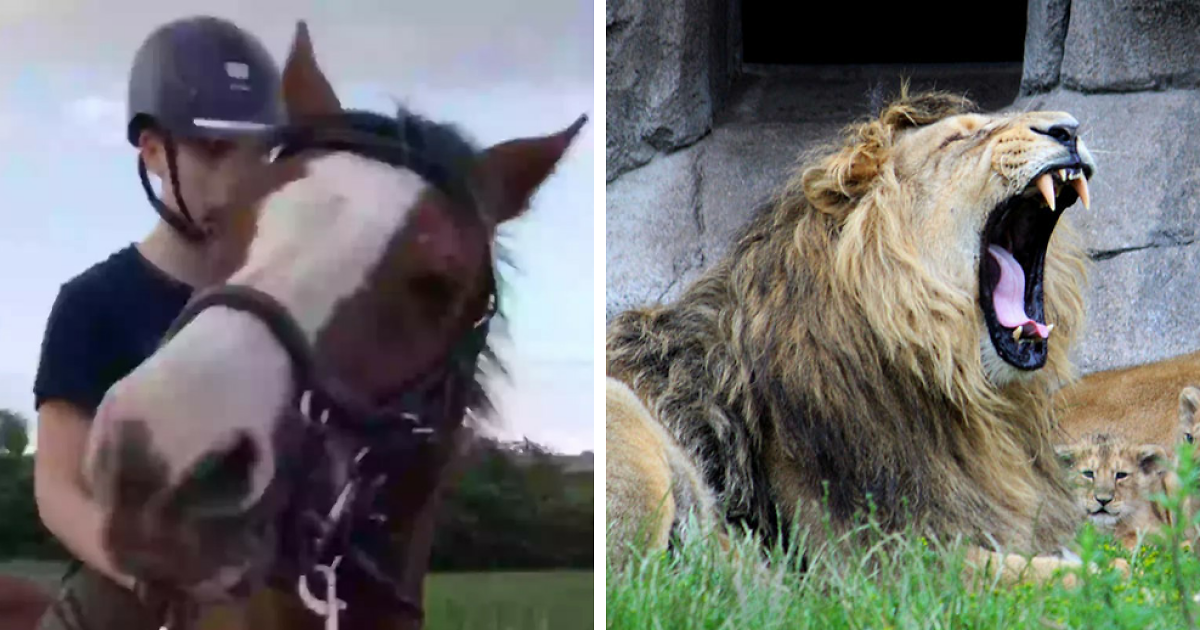 After Outrage, Woman Explains Why She Donated Her Daughter's Pony To Zoo To  Be Eaten By Lions | Bored Panda