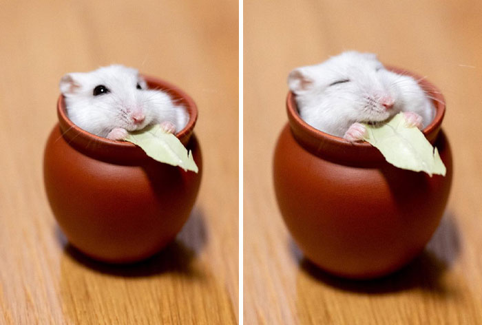 A white hamster sitting inside a small brown pot, holding a piece of leafy green, unphotogenic animal pic.