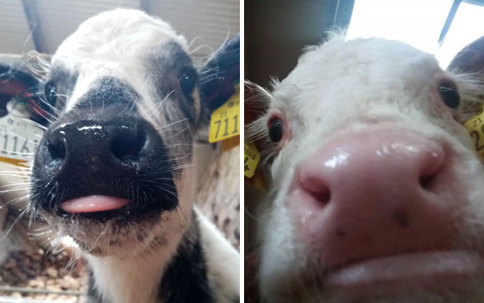 Close-up images of hilariously unphotogenic animals, featuring a cow with its tongue out and another with a curious nose view.