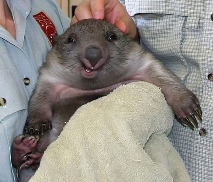 A unphotogenic baby wombat being held, showing a funny and awkward facial expression in an animal pics collection.