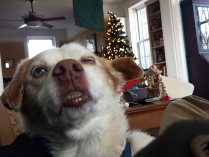 Unphotogenic dog with a quirky expression in a cozy living room with a decorated Christmas tree in the background.