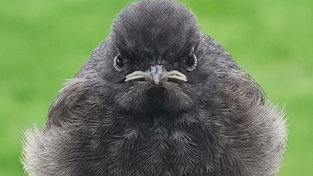 Close-up of a hilariously unphotogenic bird with ruffled feathers and a serious expression against a soft green background