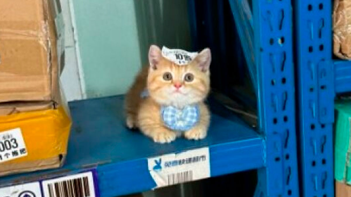 Orange cat wearing a hat and bow tie sitting on a blue metal shelf in an unusual random place.