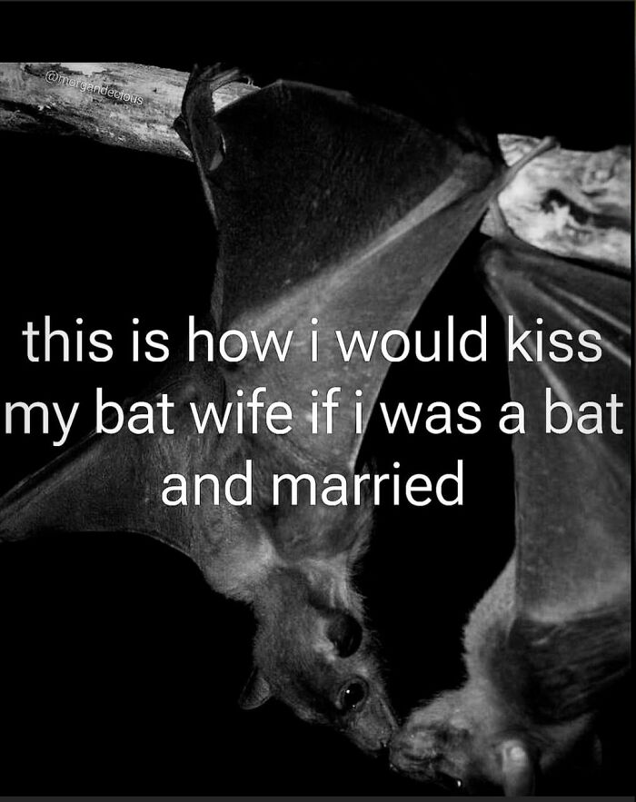 Two bats touching noses on a branch with a funny meme caption about kissing a bat wife creepy but funny memes.