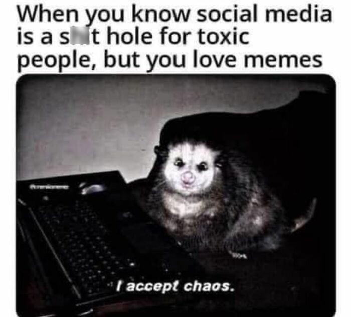 Possum at a laptop with caption about toxic social media and love for memes, highlighting creepy but funny meme humor.