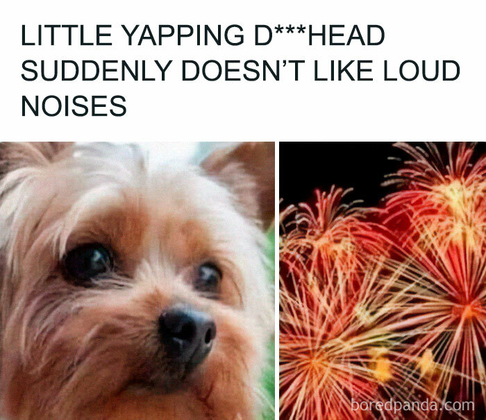 A British meme showing a small dog looking uneasy next to colorful fireworks illustrating loud noise dislike.