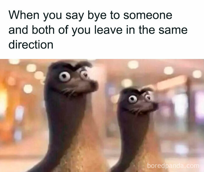 Two animated birds with confused expressions illustrating a funny meme for daily dose of laughter and good vibes.