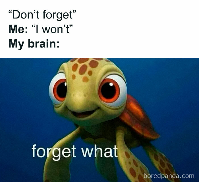 Funny meme showing a cartoon turtle with big eyes captioned forget what, representing brain forgetfulness humor.