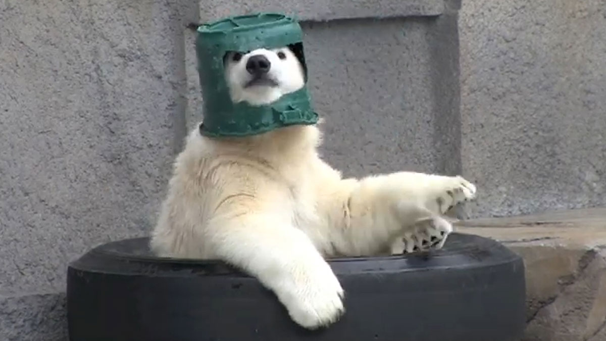 Polar bear wearing a green bucket on its head, resting paws on a tire, an entertaining post to help fight boredom.