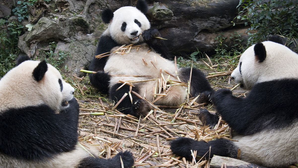 Three pandas eating bamboo together in nature, illustrating odd and funny names for groups of animals concept.