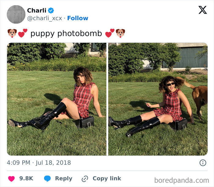 Woman in a red dress sitting on grass surprised as a dog photobombs, a funny times pets crashed photos moment.