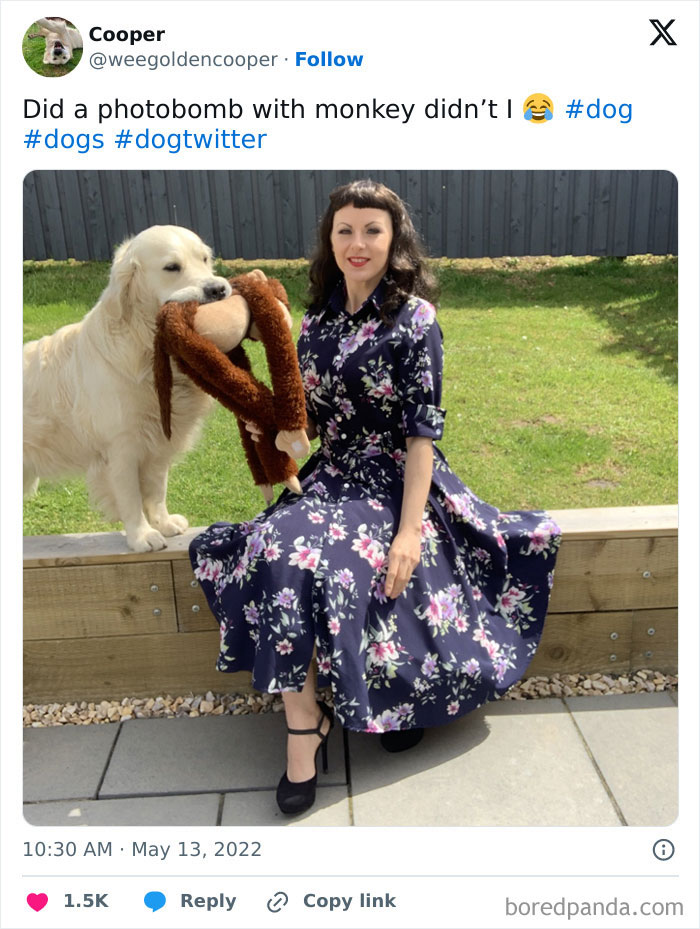 Woman in floral dress sitting on bench while dog photobombs holding a stuffed monkey toy in its mouth in a funny pet photo.
