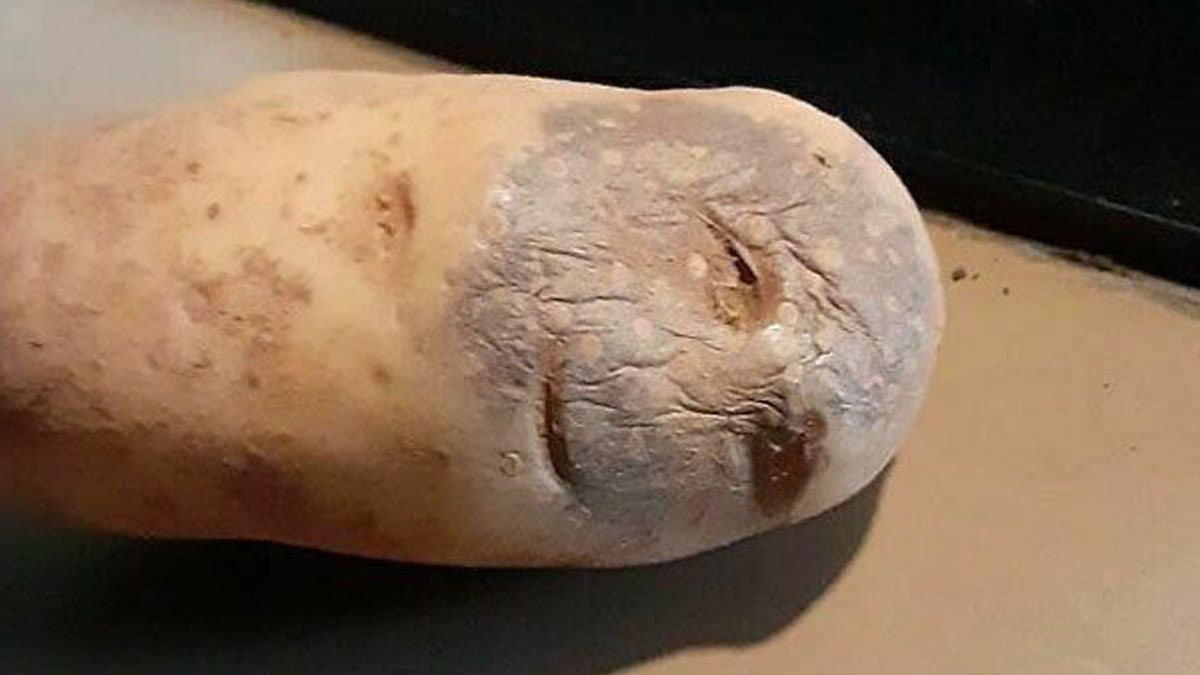 Close-up of a potato with wrinkles and discoloration, perfect for relatable memes about funny and called out moments.