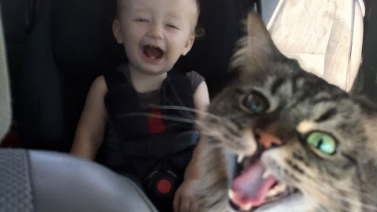 Laughing baby in car seat with a close-up of a funny cat making a surprised face in a vacation pic comedy moment