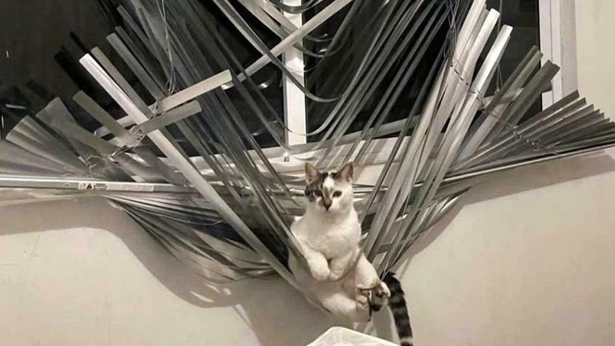 Cat stuck in tangled blinds after a funny lesson in curiosity and caution at home.