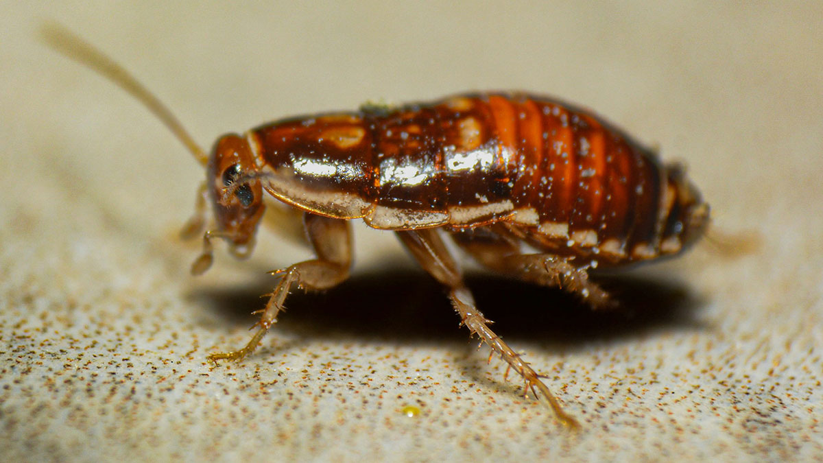 Close-up of a cockroach on a surface, illustrating gross and unexpected things witnessed in strangersu2019 homes.