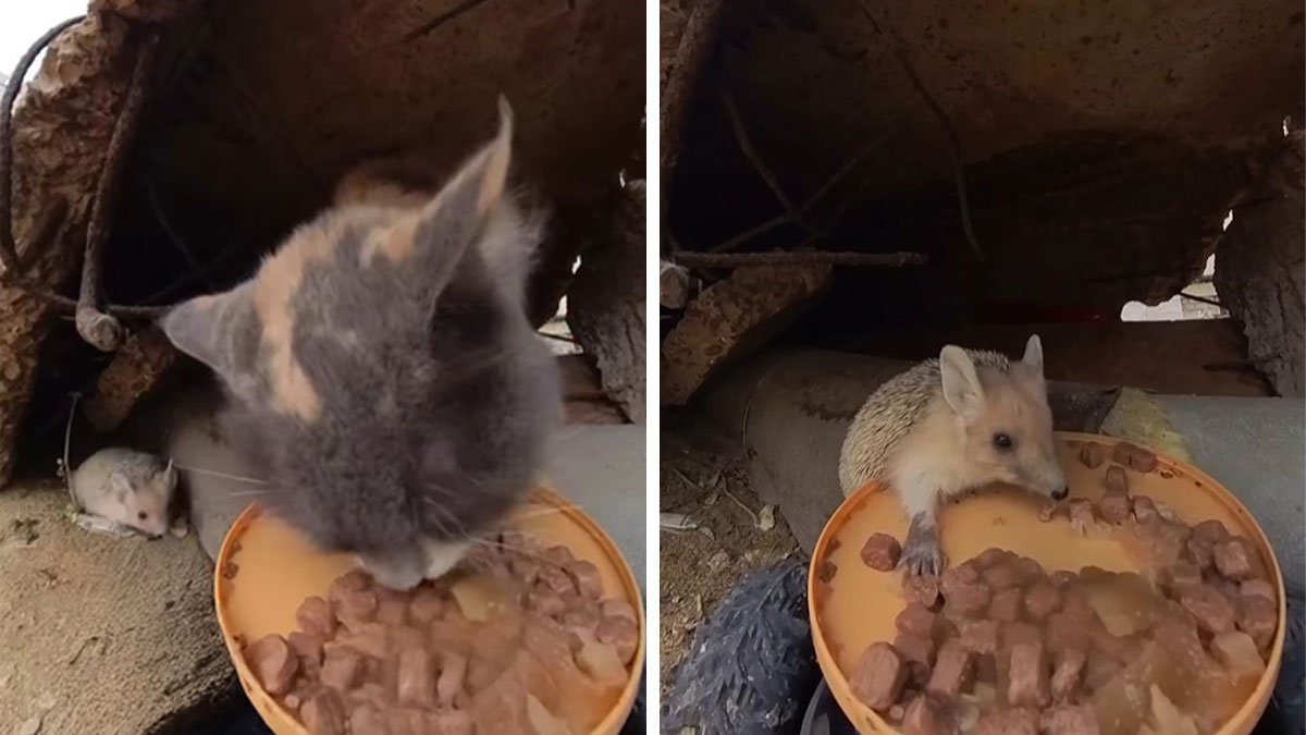 Stray cat and hedgehog eating food from a plate in an outdoor shelter, helped by RC car and drone feeding system.