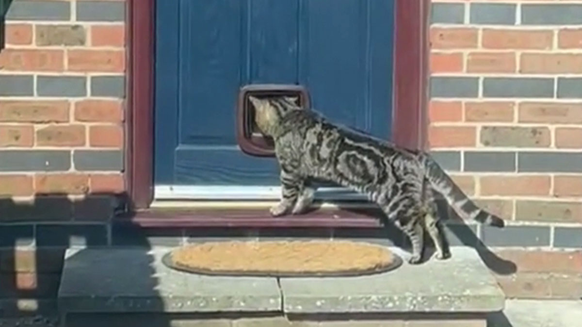 Tabby cat using new cat flap installed by handyman on blue door of brick house with doorstep and mat.