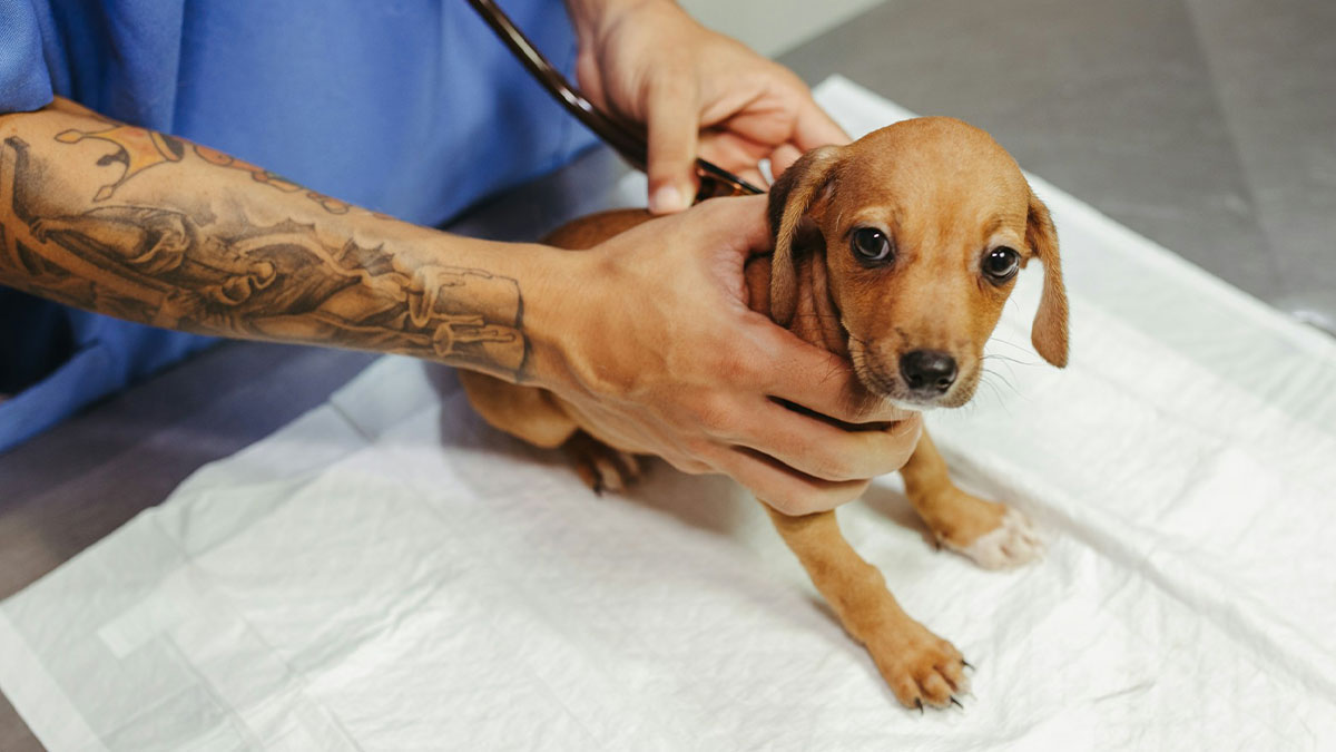 Veterinarian with tattooed arm examining a small brown dog, illustrating the downsides of having a dog as a pet.