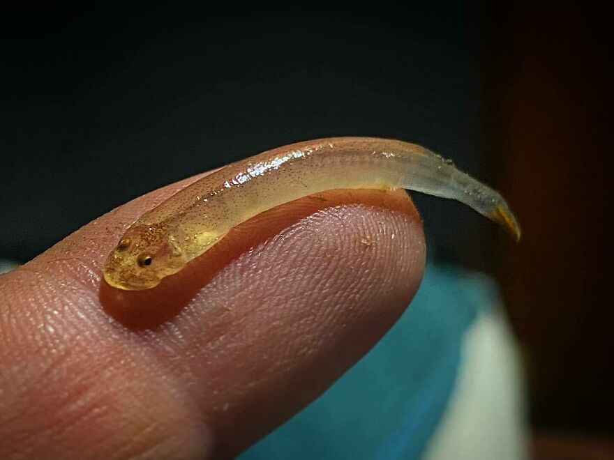 A tiny translucent aquatic animal resting on a human fingertip, illustrating one of the scariest animals in the world.