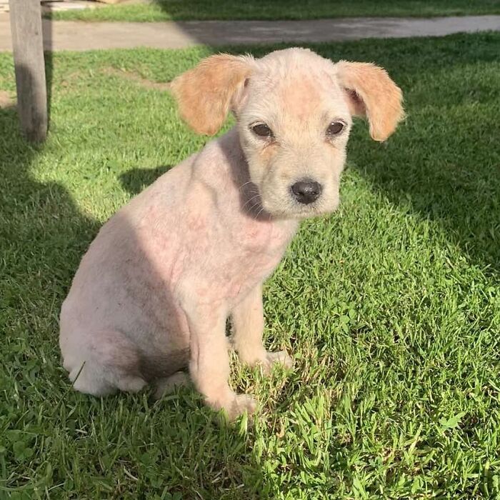A small rescued dog sitting on green grass at Serbia&rsquo;s largest animal shelter caring for abandoned animals.