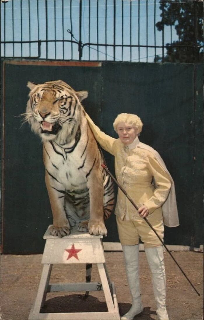 LA woman in 1962 standing confidently next to a tiger on a pedestal, showcasing strength and grace in vintage attire.