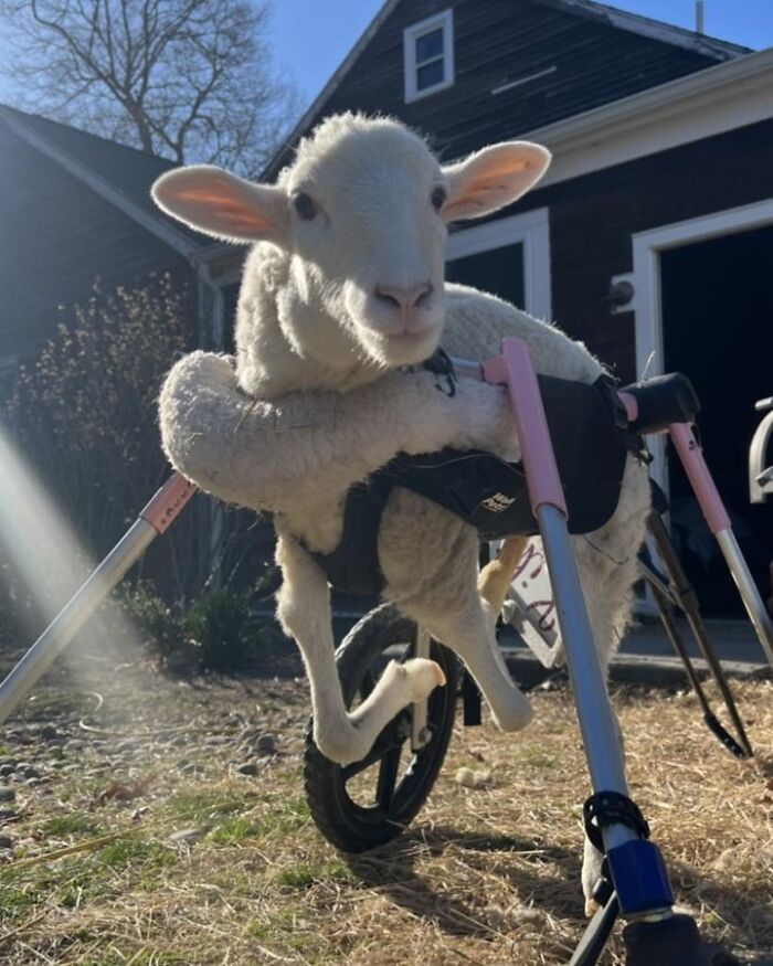 Disabled lamb using a custom mobility device outdoors near a house, showcasing sanctuary rescue and engineered support. Disabled lamb using a custom mobility device outdoors near a house, showcasing sanctuary rescue and engineered support.