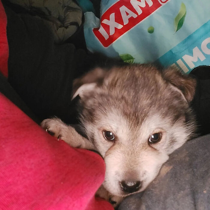 Puppy resting among blankets at Serbia’s largest shelter caring for abandoned and rescued animals. Puppy resting among blankets at Serbia’s largest shelter caring for abandoned and rescued animals.