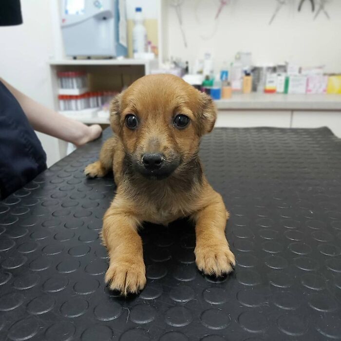 Puppy resting on vet table cared for by small team at Serbia&rsquo;s largest abandoned and rescued animal shelter.