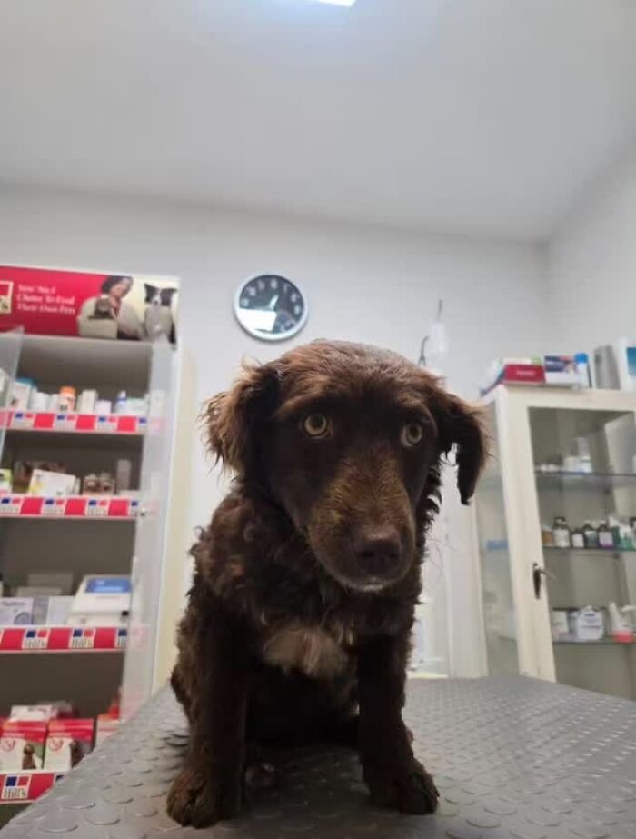 Brown dog sitting on a table in a veterinary clinic in Serbia&rsquo;s largest shelter caring for abandoned animals.