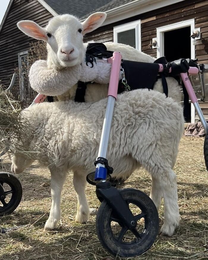 Disabled lamb using mobility aid outdoors at sanctuary, engineered to help her move independently and comfortably. Disabled lamb using mobility aid outdoors at sanctuary, engineered to help her move independently and comfortably.