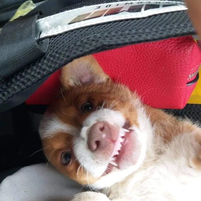 Happy dog lying down in Serbia&rsquo;s largest animal shelter cared for by a small dedicated team.