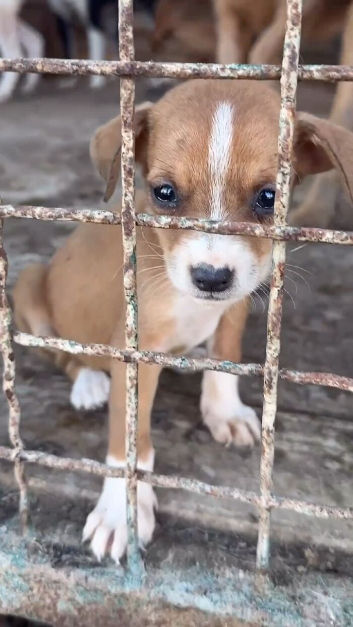 Puppy behind rusted metal cage bars in Serbia&rsquo;s largest animal shelter cared for by a small team of rescuers.