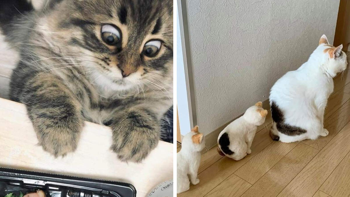 Close-up of a curious cat and a cat with two realistic cat figurines illustrating hilarious cat moments online.