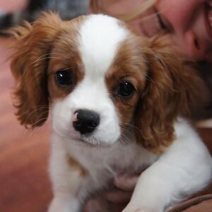 sulfatethenen avatar