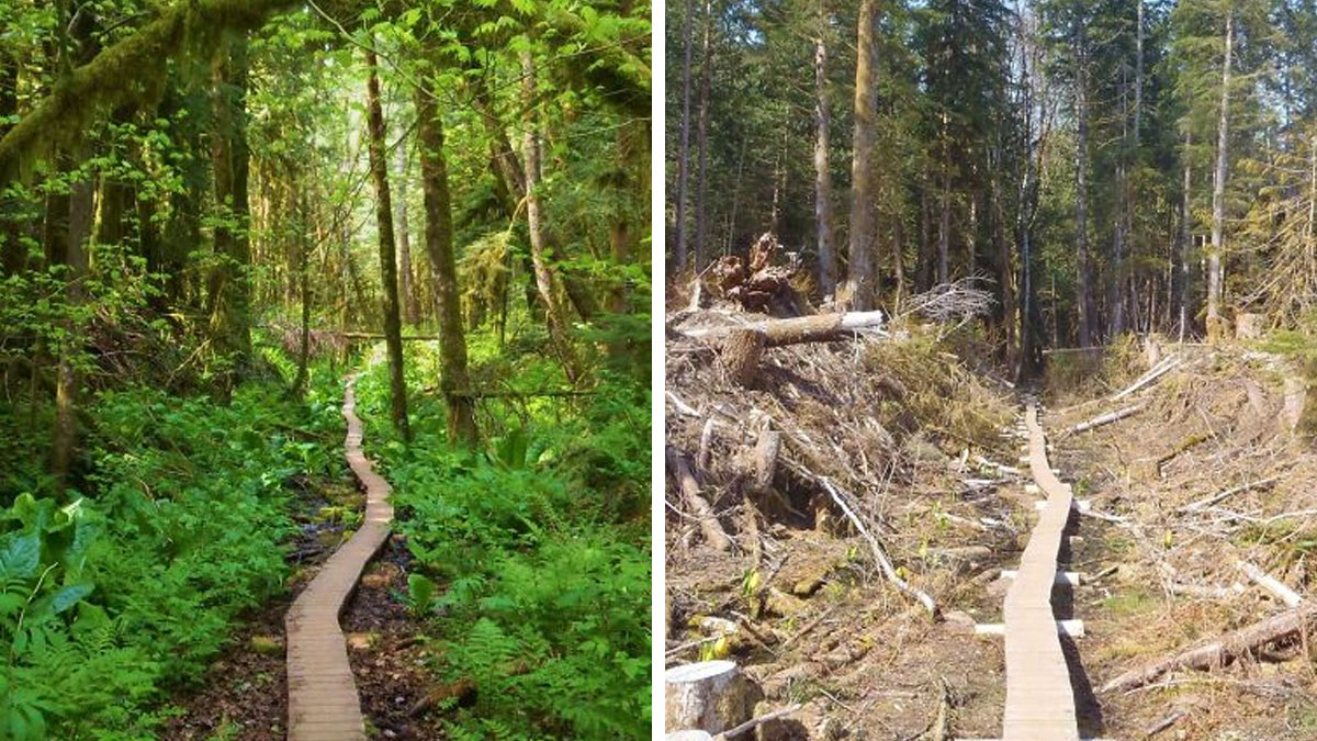 Side-by-side comparison of a lush green forest path and a cleared area with a narrow wooden walkway.