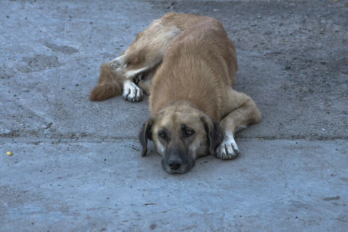 Stray dog lying on a concrete floor, illustrating unexpected and gross moments witnessed in strangers’ homes.