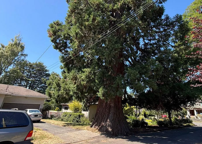 Large tree standing tall in a residential neighborhood with power lines overhead and cars parked nearby Large tree standing tall in a residential neighborhood with power lines overhead and cars parked nearby