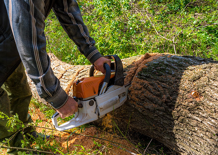 Person using a chainsaw to cut down large tree trunks in a wooded area, related to neighbor tree dispute fine. Person using a chainsaw to cut down large tree trunks in a wooded area, related to neighbor tree dispute fine.