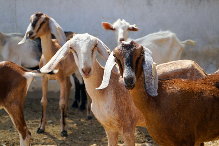 Group of goats standing closely together in an outdoor pen, illustrating unexpected and unusual sights in strangers’ homes.