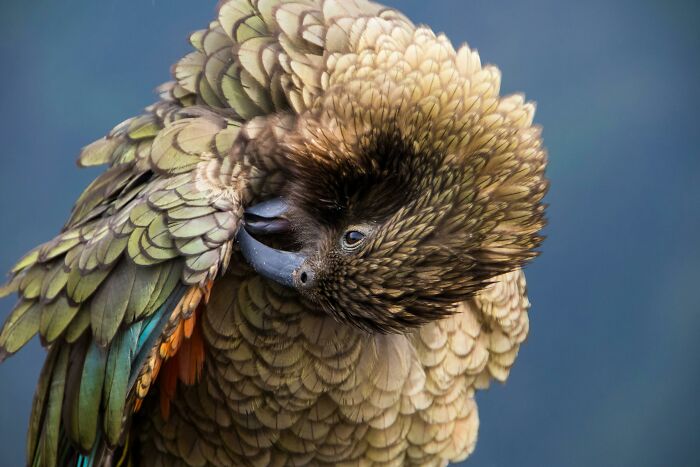 Kea Parrots : Clever Rule-Breakers Of The Bird World