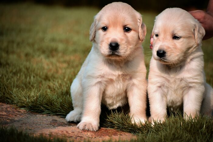 Two golden retriever puppies sitting on grass, illustrating unexpected things witnessed in strangers’ homes.