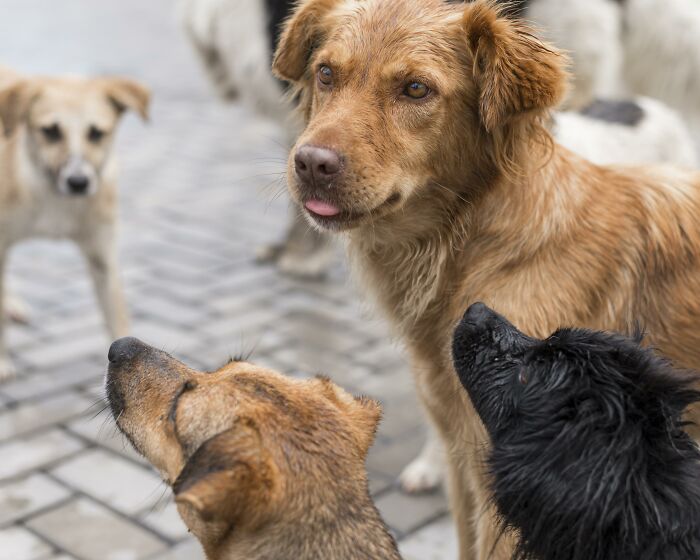 Several dogs gather closely on a paved street, an unexpected scene some may recall from strangers' homes.