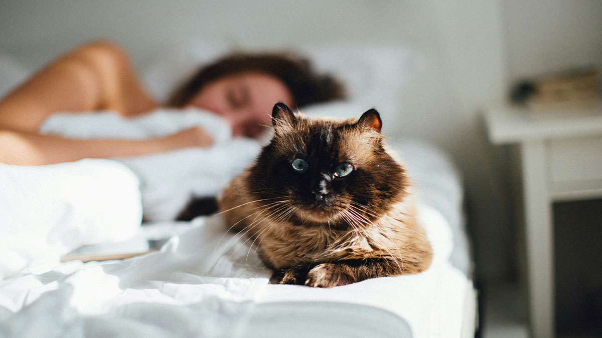 Cat resting on a bed with a person sleeping in the background, highlighting cat duties and roommate refusal.