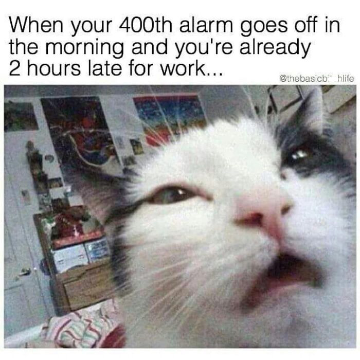 Tired cat meme expressing being late for work, highlighting relatable moments in hilarious work memes for those ready to retire.