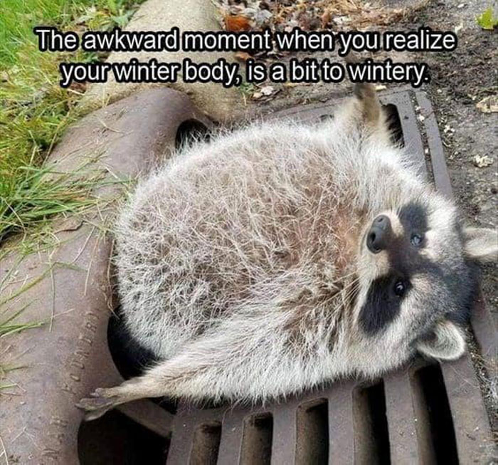 Fluffy raccoon lying awkwardly on a grate with a funny relatable animal meme about winter body humor.
