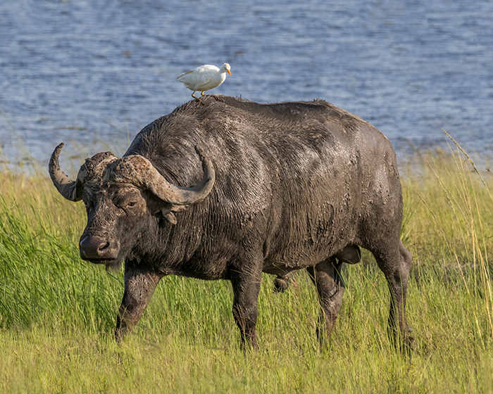African buffalo in grassy safari landscape with bird on its back, highlighting millionaire trophy hunter incident karma. African buffalo in grassy safari landscape with bird on its back, highlighting millionaire trophy hunter incident karma.