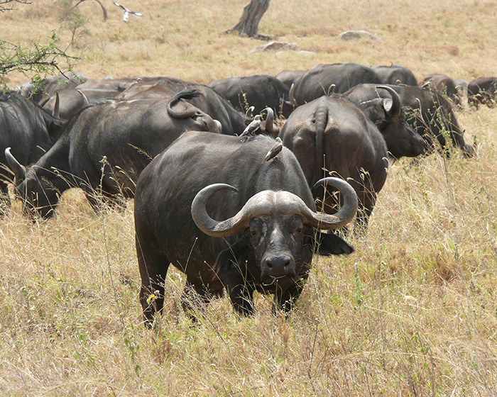 Herd of buffalo grazing in dry grassland, illustrating a safari scene with wildlife and a focus on buffalo behavior. Herd of buffalo grazing in dry grassland, illustrating a safari scene with wildlife and a focus on buffalo behavior.